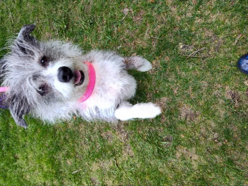 An adult small-sized male Jack Russell Terrier dog named Poncho for adoption in Mukwonago, WI