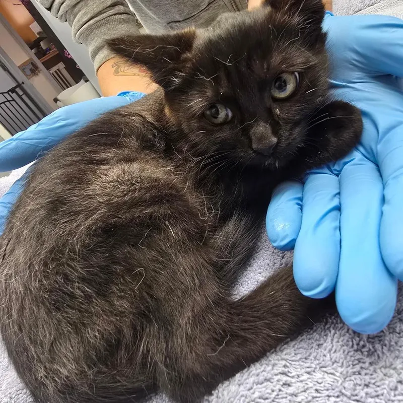 A baby small-sized female Black Domestic Short Hair cat named Maddie for adoption in Fort Bragg, CA