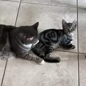 A baby medium-sized male Gray / Blue / Silver Domestic Short Hair cat named Chester for adoption in Amarillo, TX