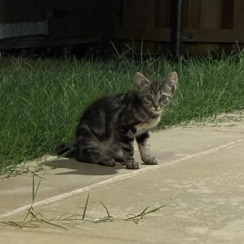 Chester thumbnail 4