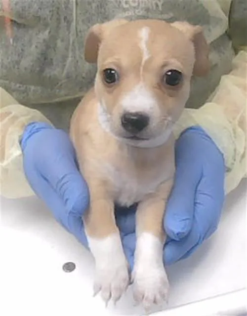 A baby small-sized female Chihuahua dog named Chai for adoption in Phoenix, AZ