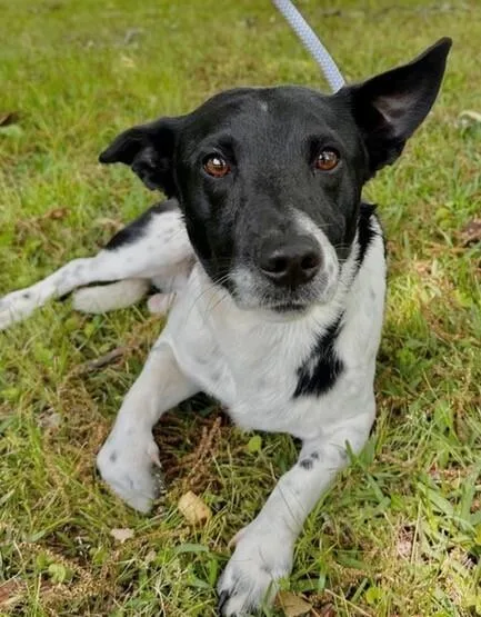 A young medium-sized male Tricolor (Brown, Black, & White) Jack Russell Terrier dog named Beau for adoption in Washington, DC