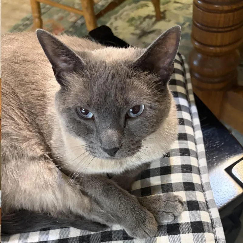 An adult small-sized female Cream / Ivory Siamese cat named Mia Home to for adoption in South Elgin, IL