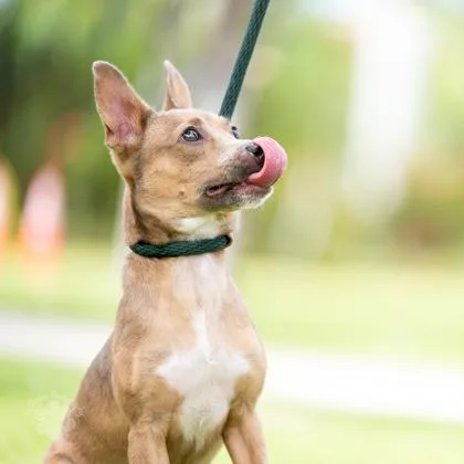 A young small-sized male Terrier dog named Dude for adoption in Honolulu, HI