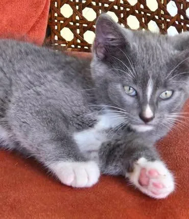 A baby medium-sized male Gray & White Domestic Medium Hair cat named Blue for adoption in Calera, AL