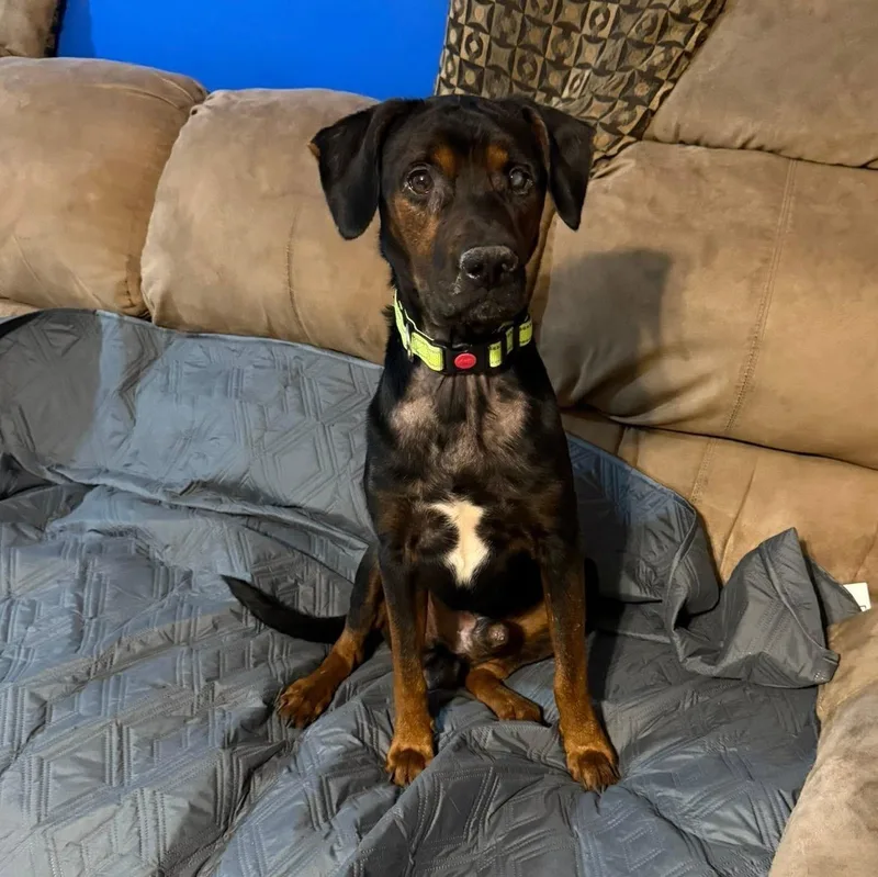An adult medium-sized male Black Rottweiler dog named Cannoli for adoption in Springfield, MO