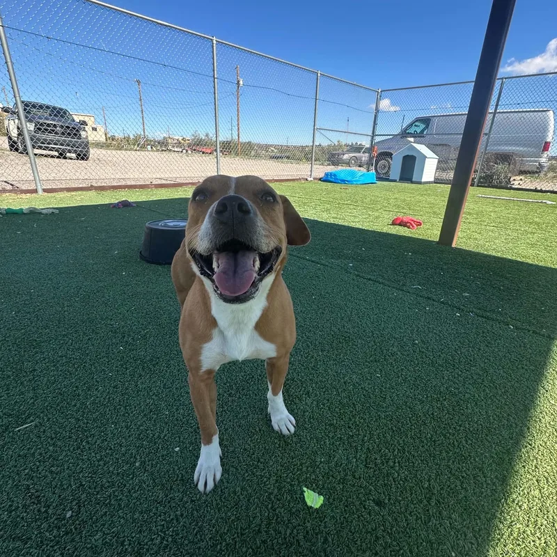 An adult medium-sized female Australian Shepherd dog named Fergie for adoption in Truth or Consequences , NM