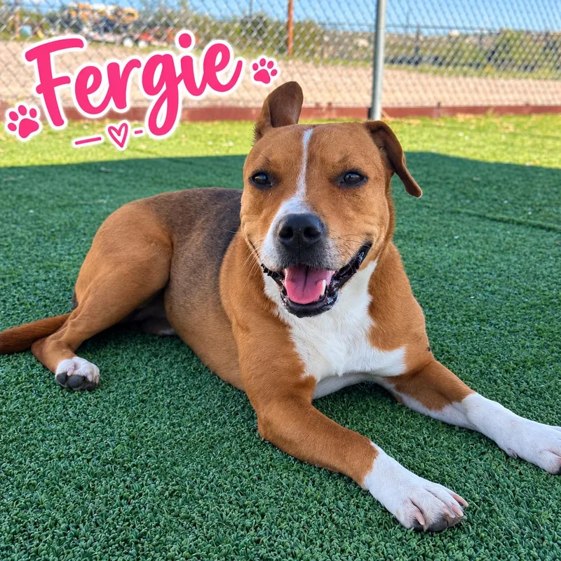 Fergie thumbnail 4
