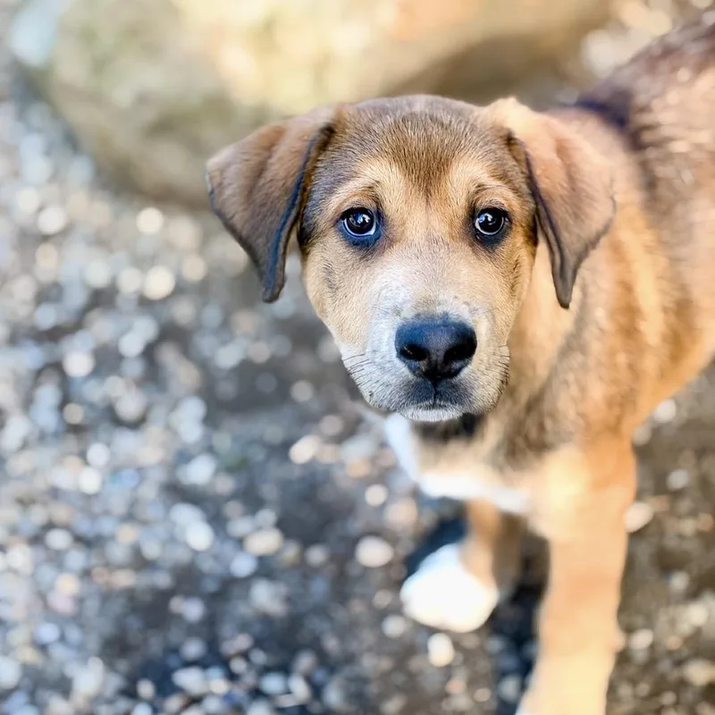 A baby medium-sized male Mastiff dog named Denali for adoption in Salem, OR