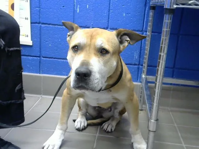 An adult medium-sized female Pit Bull Terrier dog named Queenie for adoption in Albuquerque, NM