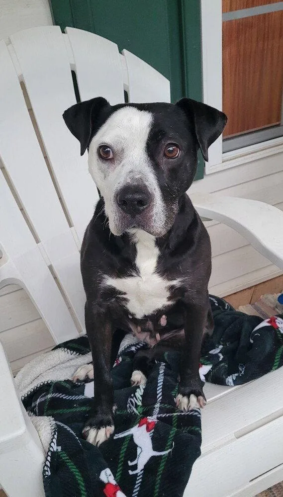 A young medium-sized female Pit Bull Terrier dog named Birdy for adoption in Candler, NC