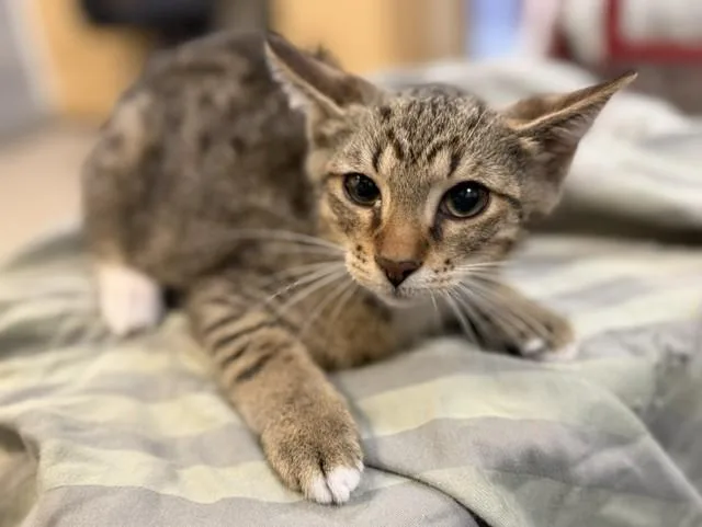 A baby small-sized male Domestic Short Hair cat named Ralph for adoption in Miami, FL