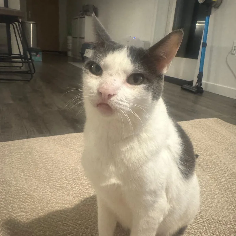 Hot Potato thumbnail 2