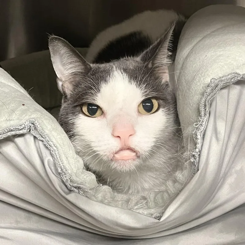 Hot Potato thumbnail 3