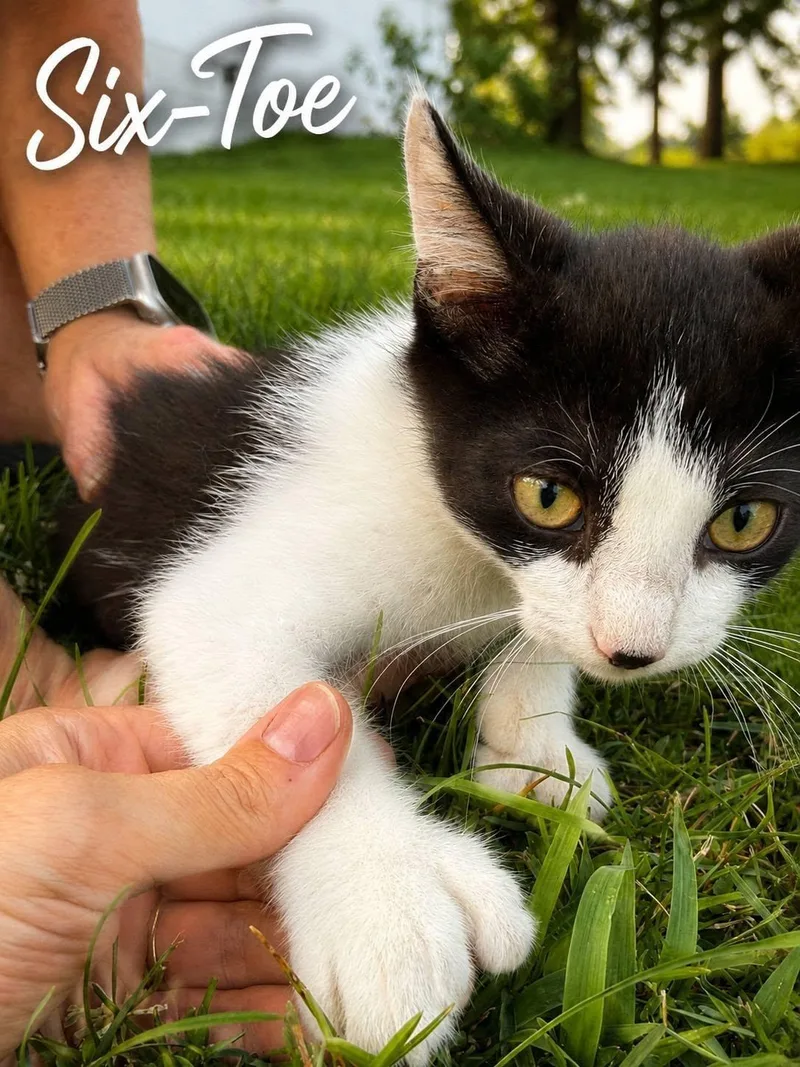A baby large-sized male Black & White / Tuxedo Extra-Toes Cat / Hemingway Polydactyl cat named SixToe for adoption in Decorah, IA