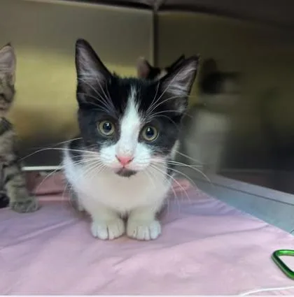 An adult small-sized male Domestic Short Hair cat named Waterloo for adoption in Merriam, KS