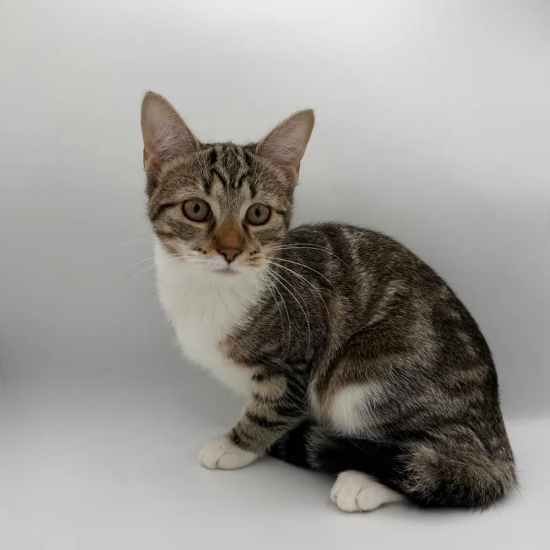 A baby small-sized female Domestic Short Hair cat named Scout for adoption in State College, PA