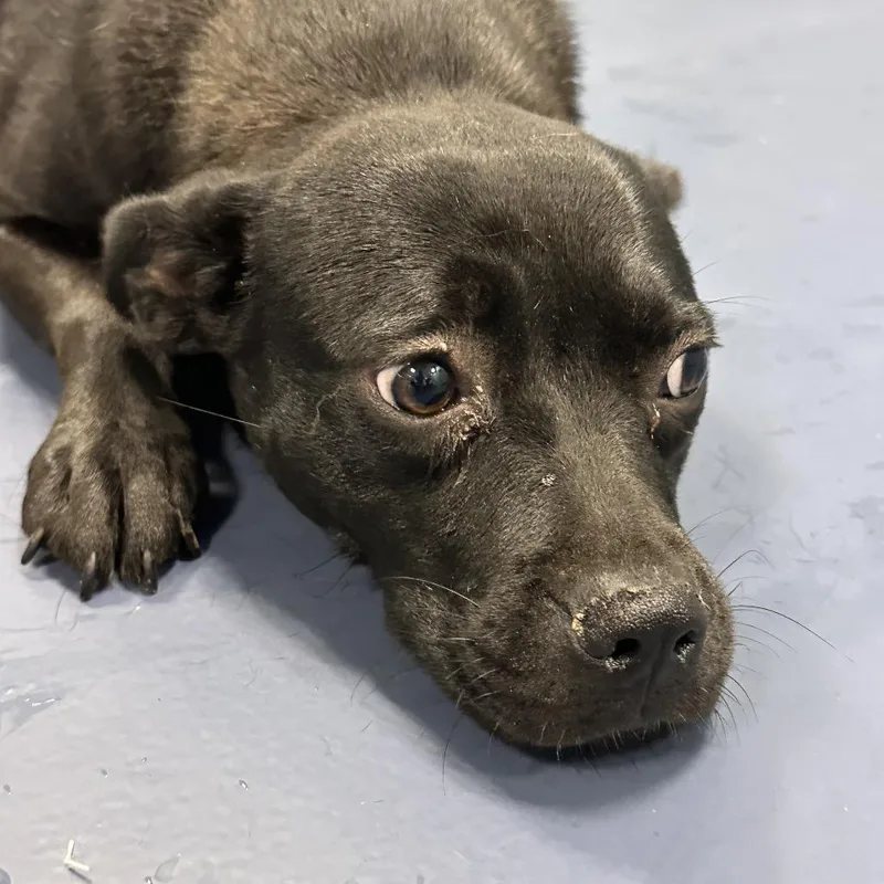 An adult medium-sized female Black Mixed Breed dog named Taquito for adoption in Greensboro, NC