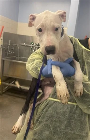 A young large-sized male Pit Bull Terrier dog named Thor for adoption in Phoenix, AZ