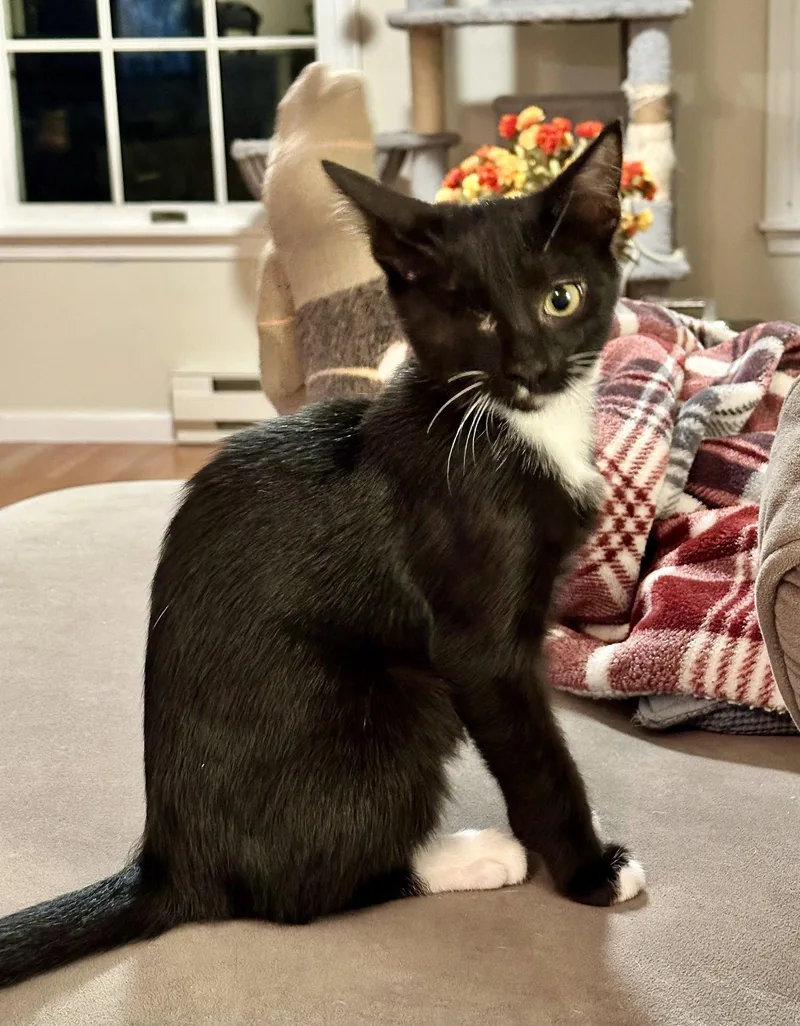 A baby medium-sized male Domestic Short Hair cat named Jax for adoption in Stewartsville, NJ