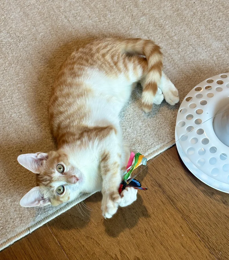 A baby medium-sized female Tabby (Orange / Red) Tabby cat named Harry & Sally for adoption in Bethel, CT