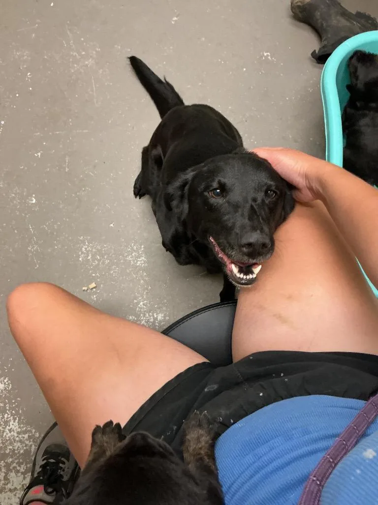 An adult medium-sized female Labrador Retriever dog named Blackie for adoption in Dyersburg, TN