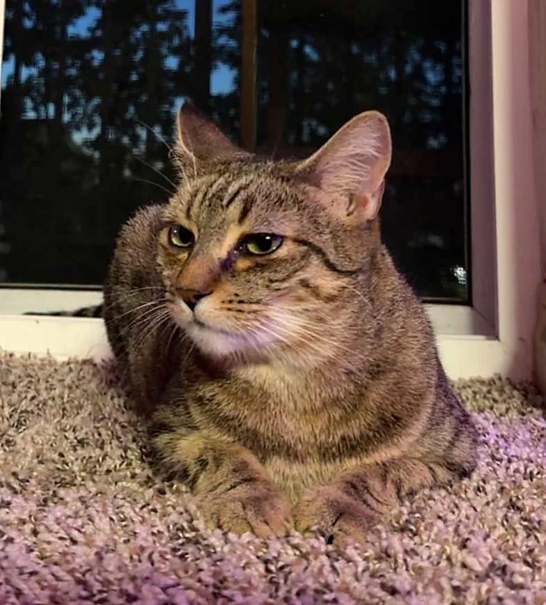 A young medium-sized female Tabby cat named Vieva for adoption in Bellingham, WA