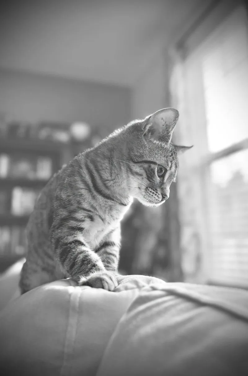 A baby medium-sized male Tabby (Brown / Chocolate) Domestic Short Hair cat named Crispin for adoption in Manchester, MD