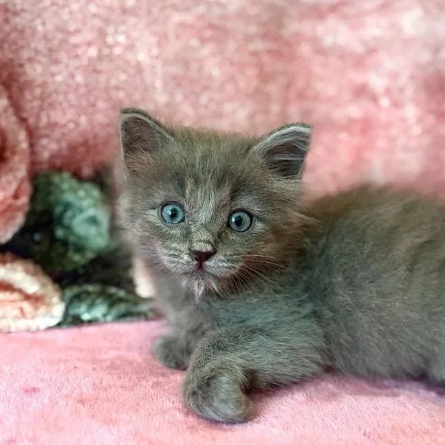 A baby medium-sized female Nebelung cat named Breeze for adoption in Woodland Hills, CA