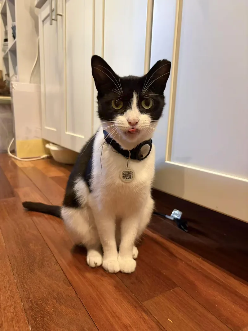 A young medium-sized female Black & White / Tuxedo Domestic Short Hair cat named Mona Melon for adoption in Philadelphia, PA
