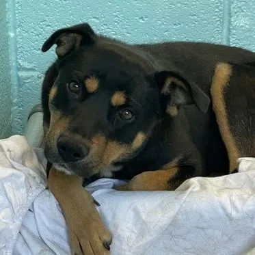 An adult medium-sized female Black Rottweiler dog named Bear for adoption in Flagstaff, AZ
