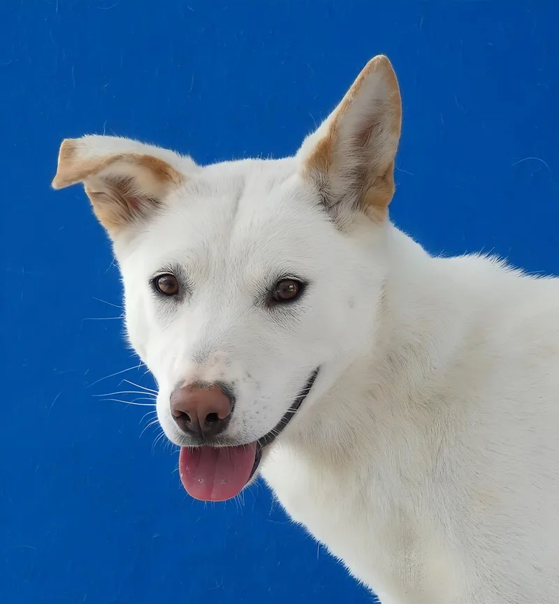 A young medium-sized male Siberian Husky dog named Carter for adoption in Pasadena, CA