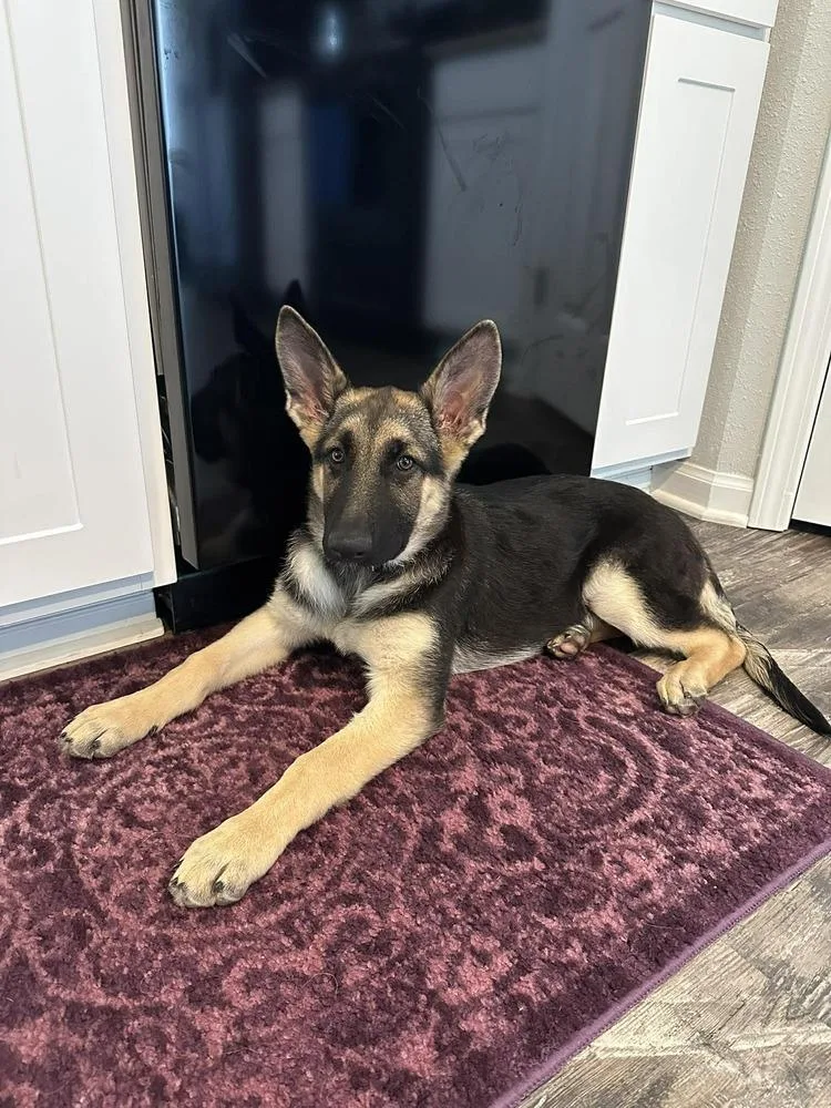 A baby small-sized female Brown / Chocolate German Shepherd Dog dog named Eleanor for adoption in Fredonia, WI