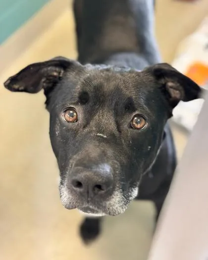 An adult medium-sized male Mixed Breed dog named Asuma for adoption in Fallston, MD