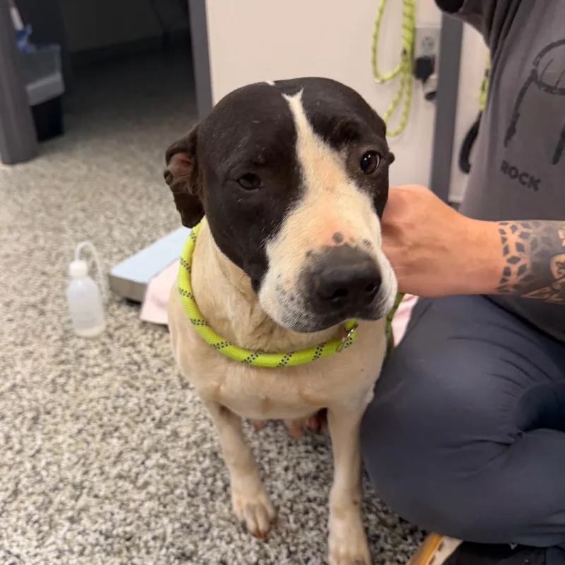 An adult medium-sized female White / Cream Pit Bull Terrier dog named Passion Fruit for adoption in Morganton, NC