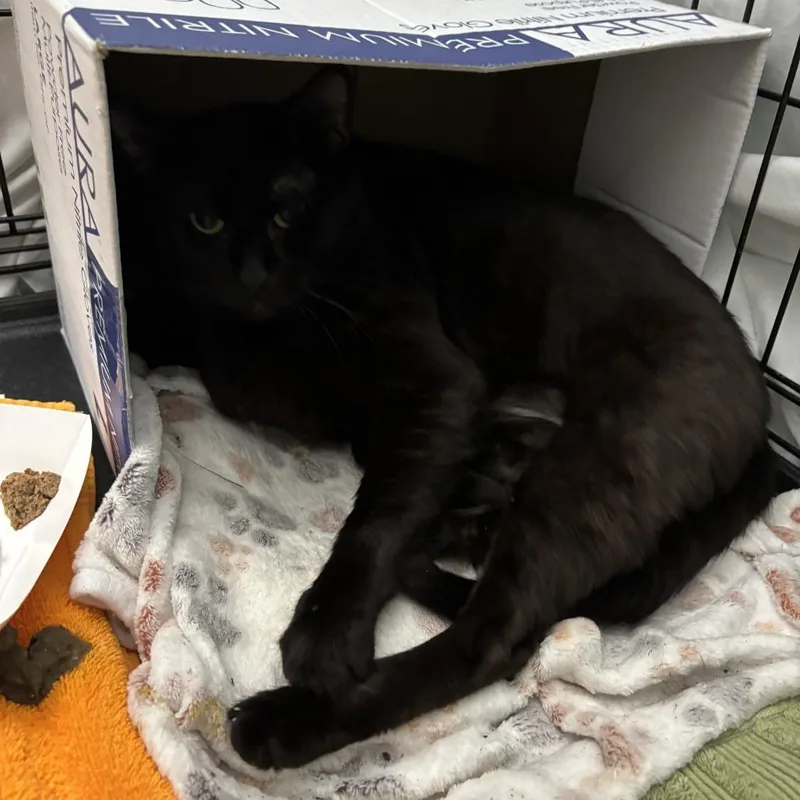 A young medium-sized male Black Domestic Short Hair cat named Joseph for adoption in Tacoma, WA