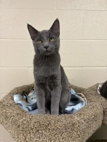 A young medium-sized male Domestic Short Hair cat named Slate for adoption in Valparaiso, IN