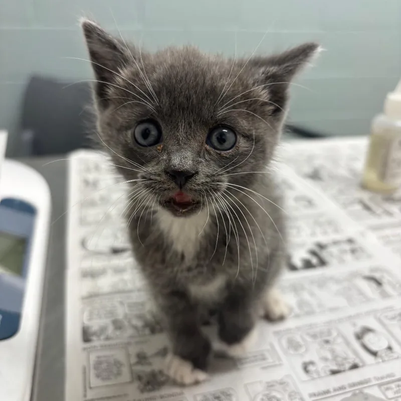 A baby small-sized male Domestic Short Hair cat named Scraps for adoption in Jacksonville, FL