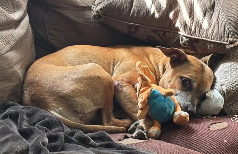 A senior medium-sized female Brown / Chocolate Mixed Breed dog named Basil for adoption in Orlando, FL