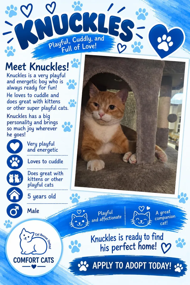 An adult medium-sized male Orange & White Domestic Short Hair cat named Knuckles for adoption in Moore, SC