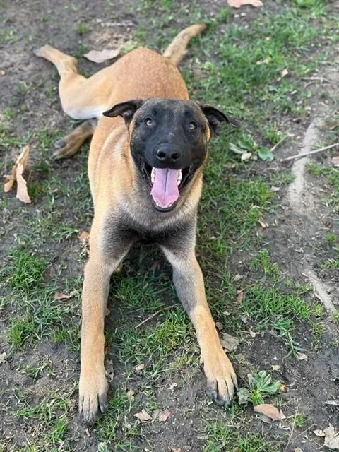 A young large-sized male Belgian Shepherd / Malinois dog named Fudge for adoption in Riverside, CA