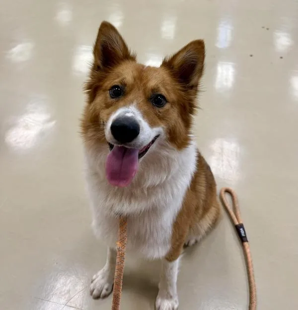An adult medium-sized male Cardigan Welsh Corgi dog named Adam for adoption in Des Moines, IA
