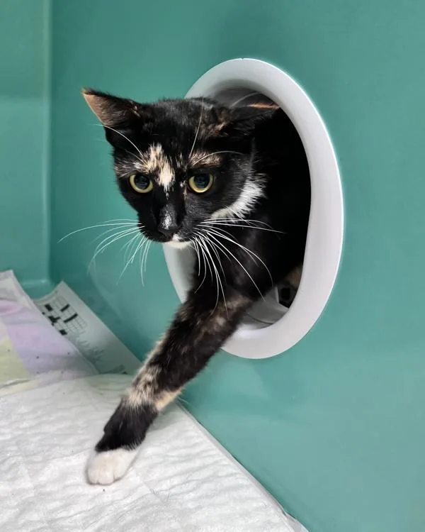 An adult small-sized female Domestic Short Hair cat named Carolina for adoption in Novato, CA