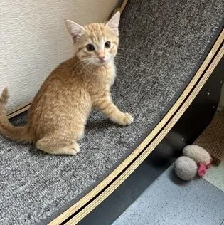 A baby medium-sized female Domestic Short Hair cat named Butternut for adoption in Steamboat Springs, CO