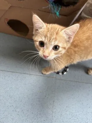 Butternut thumbnail 2