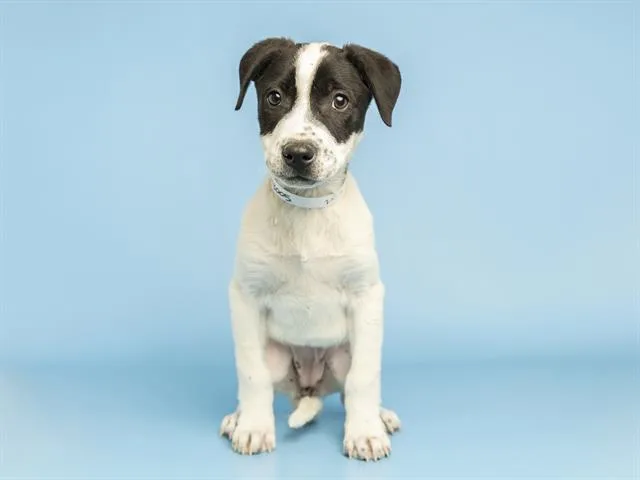 A baby small-sized female Australian Cattle Dog / Blue Heeler dog named Diana for adoption in Phoenix, AZ