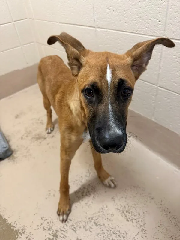 A young medium-sized male Labrador Retriever dog named Nc for adoption in Lawrenceville, GA
