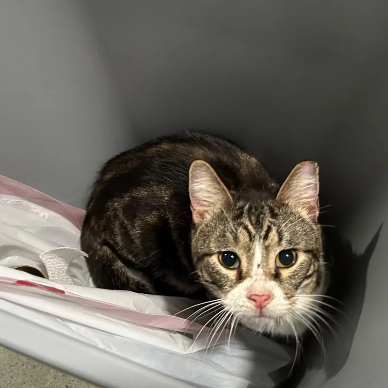 An adult medium-sized male Brown / Chocolate Domestic Short Hair cat named Boxer for adoption in Oyster Bay, NY