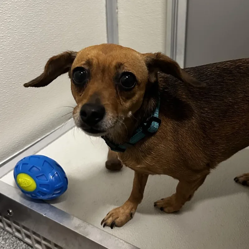An adult small-sized female Mixed Breed dog named Pretzel for adoption in Hinsdale, IL