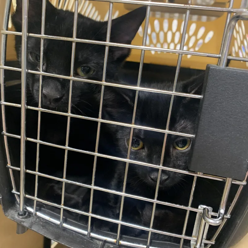 A baby medium-sized male Bombay cat named Ashe and Ember for adoption in Turnersville, NJ
